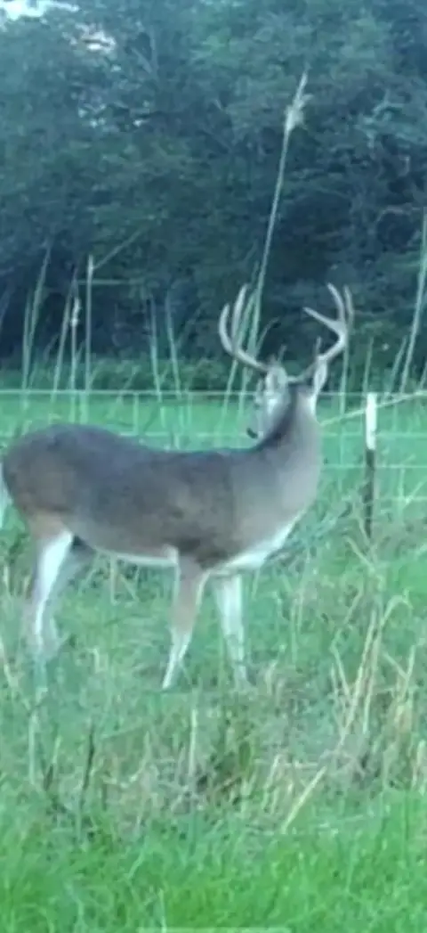 58.15 AC Ranch in Buffalo, TX