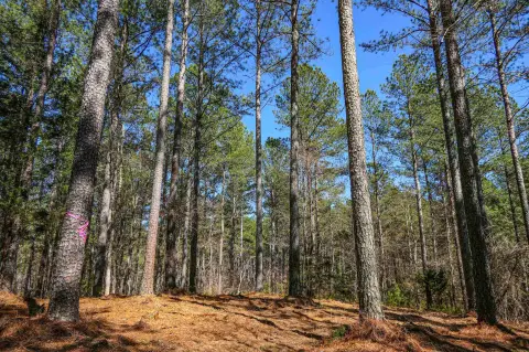 Pacolet Acreage with Stream