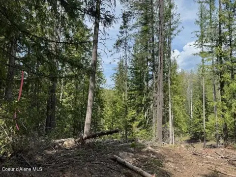 Secluded Treed Land in Sandpoint