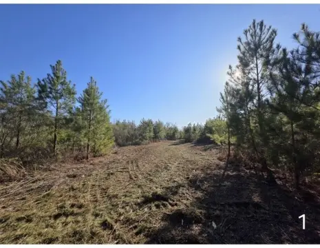 Vacant Land Acreage for Homesite