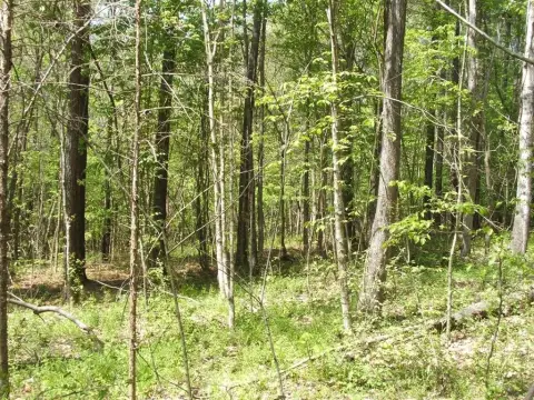 Saxe, VA Land For Sale