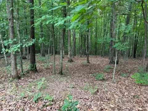 21 Acres Wooded Land