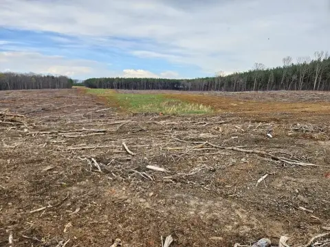 Buckingham Land with Planted Pines