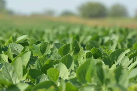 Vacant Agricultural Land with Tillable Acres