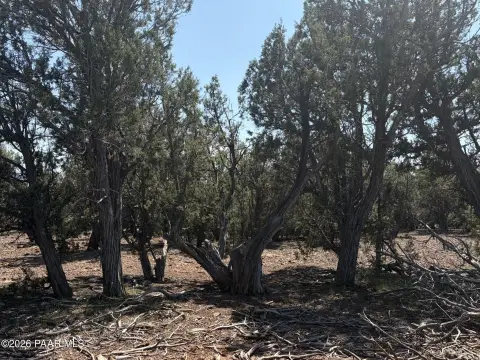 Wooded Land Backing State Trust Land