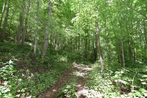 Wooded Recreational Land with Road Frontage