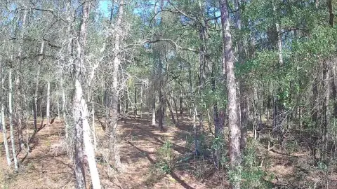 Citrus Springs Vacant Land Opportunity