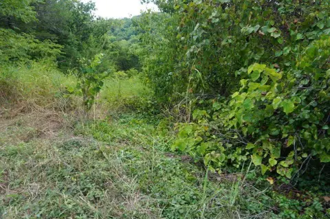 Vacant Lot in Branson, MO