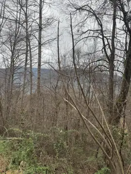 Cosby, TN Land with Views