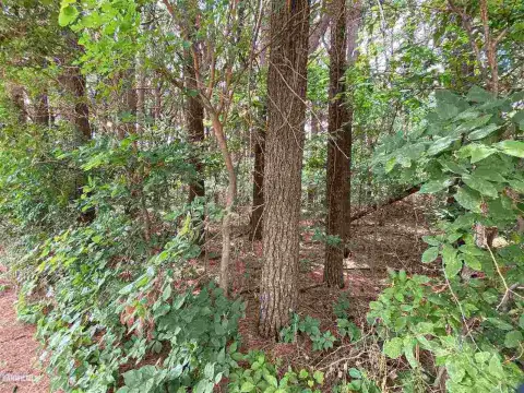 Wooded Lot Near Mississippi River