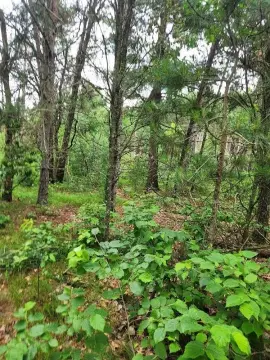 Lakeside Camping and Building Opportunity