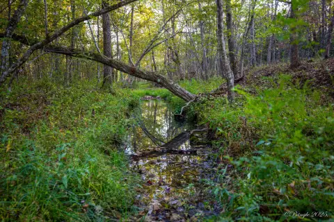 Land For Sale Near Willow