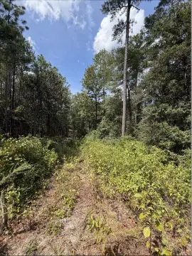 Wooded Land Parcel