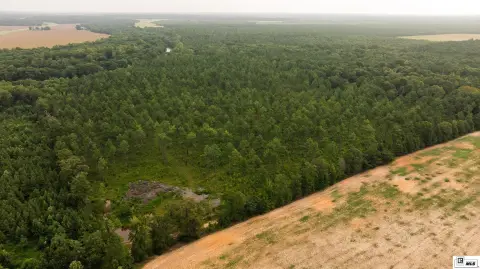 Managed Pine Hunting Land