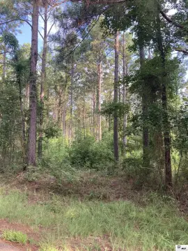 Pine Plantation Timberland