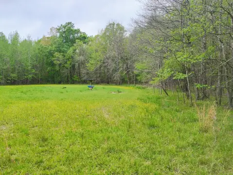 Bottomland Hardwoods in Harrisonburg, LA