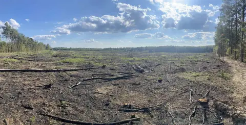 Star City Timberland Acreage