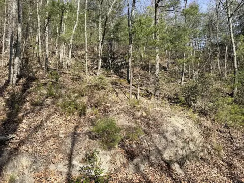 Wooded Lot in Sevierville, TN