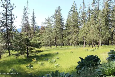 Timbered Agricultural Land