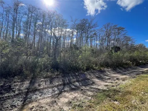 Five-Acre Wooded Lot in Naples
