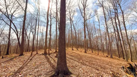 Wooded Hunting Land