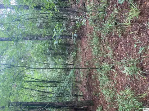 Timberland Hunting Tract
