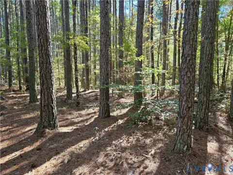 Creekfront Land with Pine Timber