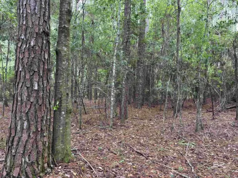 Wooded Residential Lot with Road Access