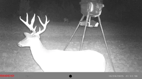 162 Acres of Hunting Land