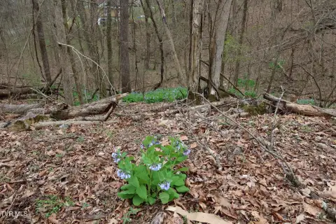 Wooded Lot in Lakeview Subdivision