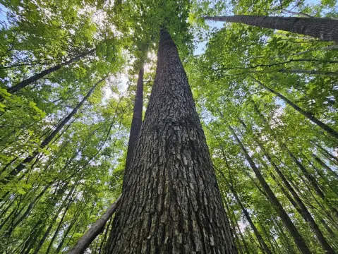 Undeveloped Timberland Home Site