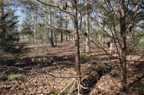 Wooded Lot Near Bull Shoals