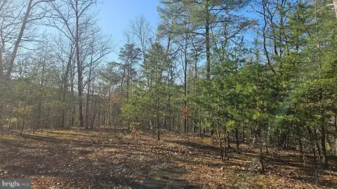 Wooded Recreation Land Tract