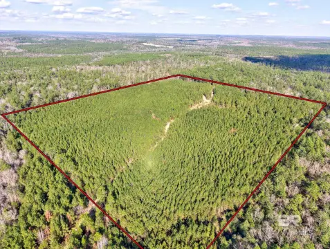 Acreage with Pine Timber Stand