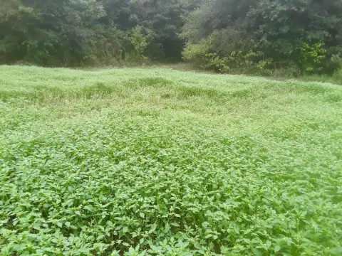Hunting Land with Cabin