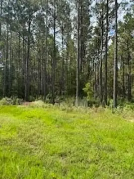 Unrestricted Wooded Acres Near Pineland