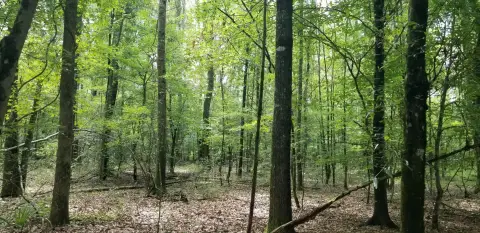 43.2 Acres Unrestricted Land