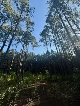 San Augustine Land with Pine Plantation