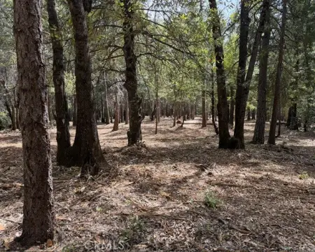 6.59 Acres in Forest Ranch