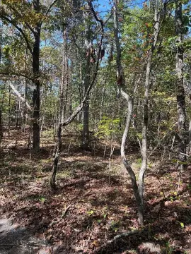 10+ Acres Near National Forest