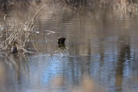 132.5 Acres of Farmland