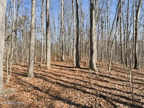 26 Acres of Wooded Land