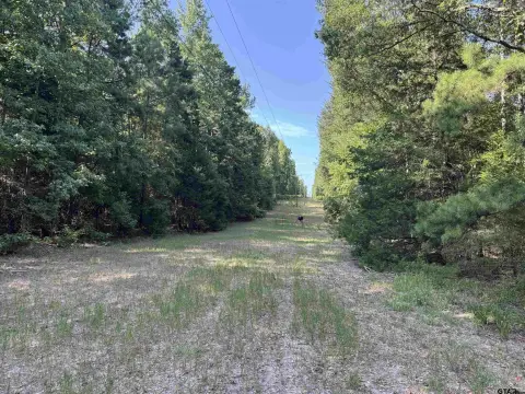 Mature Timber Hunting Land