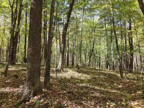 Wooded Land in Price County