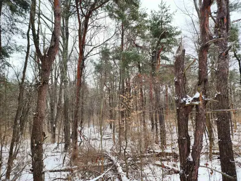 70.3 Acres Wooded Land Parcel