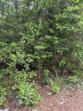 Rayburn Golf Course Frontage Land