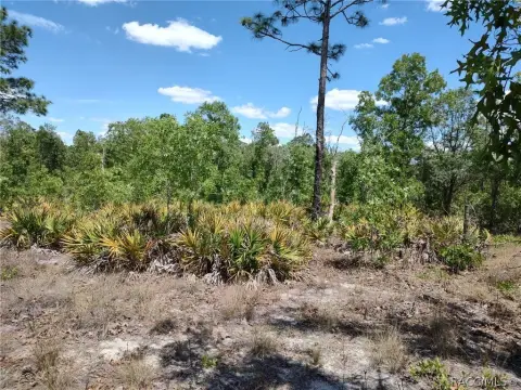 Spacious Dunnellon Land Parcel