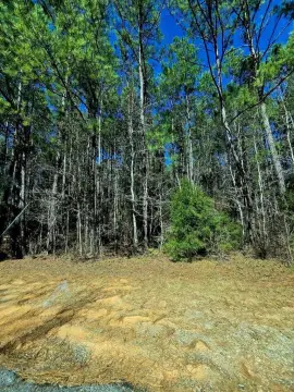 Unrestricted Wooded Land in Ozark