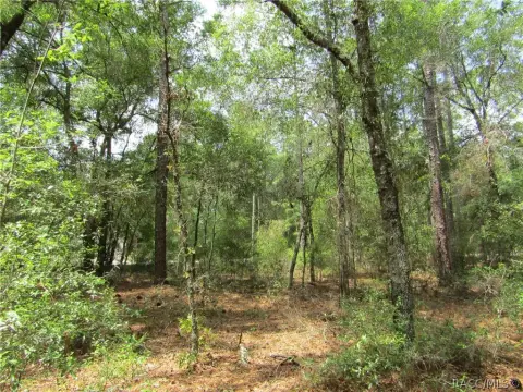 Citrus Springs Land Opportunity