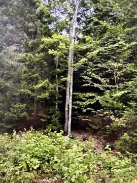 Corner Lot in Rural Subdivision